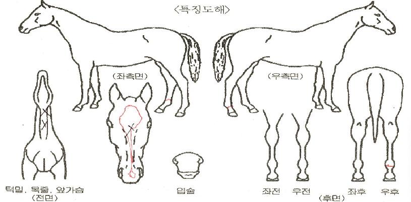 Àºº°ÀÌÀÇ Ãø¸é,¿ì¸é,µÞ¸é,µÎ»ó,´Ù¸®ÀÇ Æ¯Â¡µµÇØ