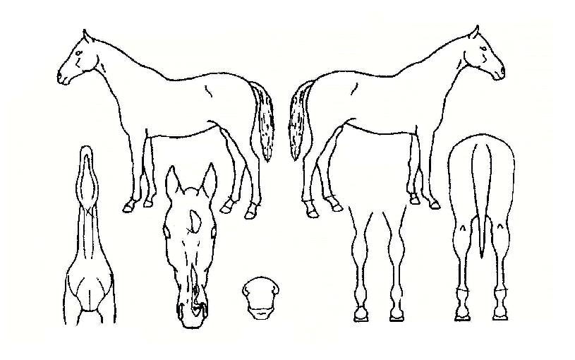 È·ÁÇѼ¼»óÀÇ Ãø¸é,¿ì¸é,µÞ¸é,µÎ»ó,´Ù¸®ÀÇ Æ¯Â¡µµÇØ