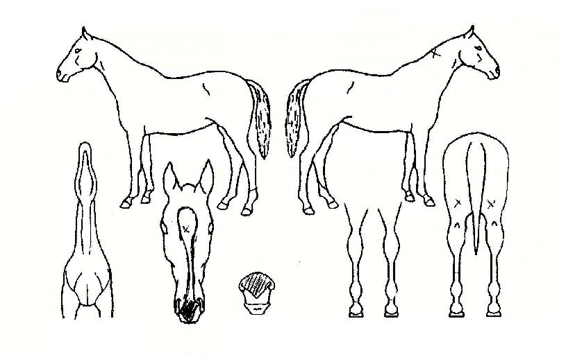 ±ÂèÇÁÀÇ Ãø¸é,¿ì¸é,µÞ¸é,µÎ»ó,´Ù¸®ÀÇ Æ¯Â¡µµÇØ