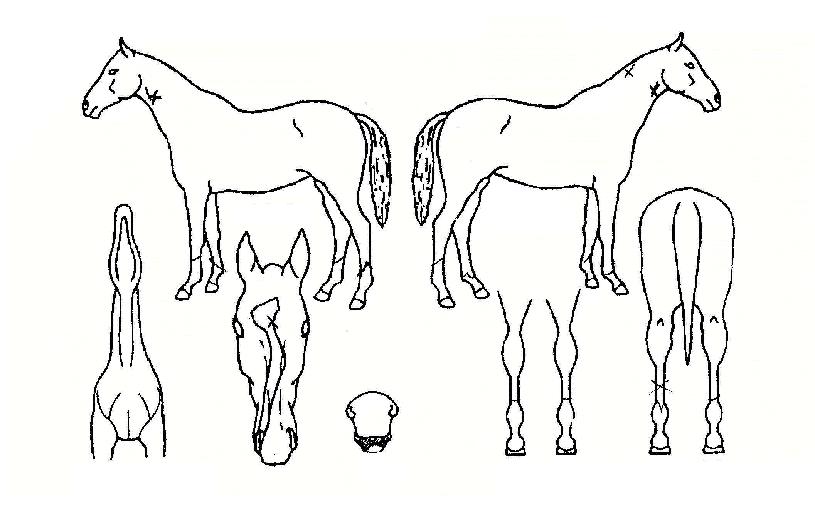 ½Ä½ºº¸¿ìÀÇ Ãø¸é,¿ì¸é,µÞ¸é,µÎ»ó,´Ù¸®ÀÇ Æ¯Â¡µµÇØ