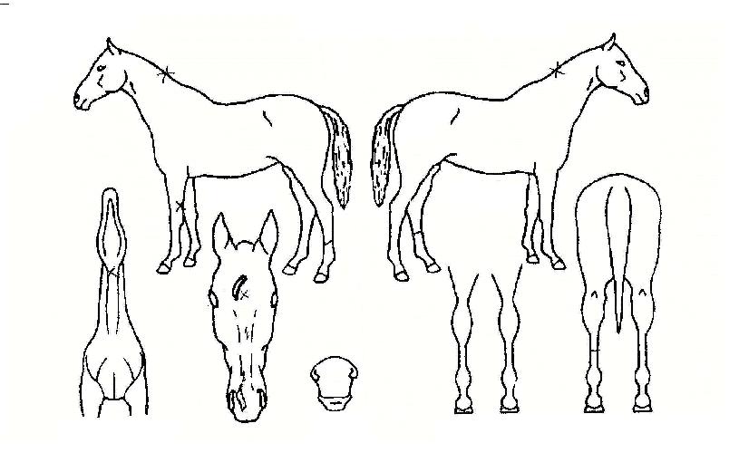 ���ø����� ����,���,�޸�,�λ�,�ٸ��� Ư¡����