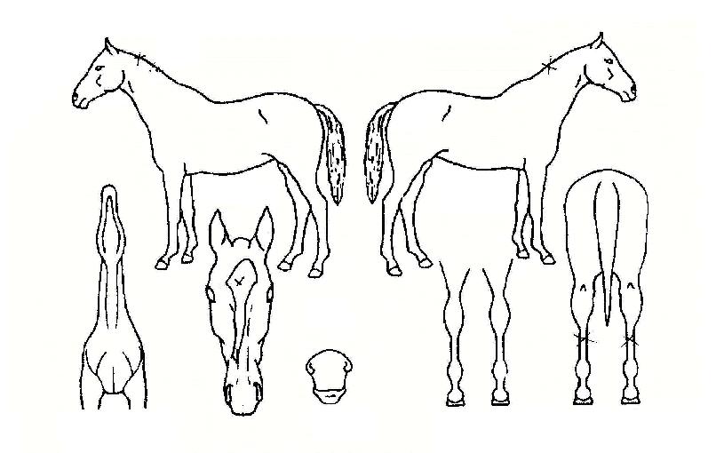 ¼ÎÇÁÀÇ Ãø¸é,¿ì¸é,µÞ¸é,µÎ»ó,´Ù¸®ÀÇ Æ¯Â¡µµÇØ