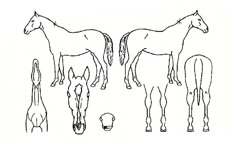 È÷¾î´õ·¹À̵ðÀÇ Ãø¸é,¿ì¸é,µÞ¸é,µÎ»ó,´Ù¸®ÀÇ Æ¯Â¡µµÇØ