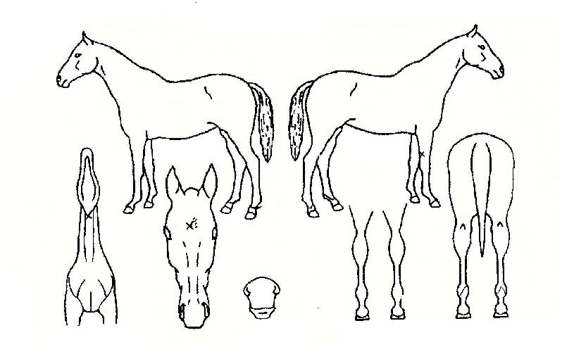 ¸»¸®¿þÀÌÀÇ Ãø¸é,¿ì¸é,µÞ¸é,µÎ»ó,´Ù¸®ÀÇ Æ¯Â¡µµÇØ