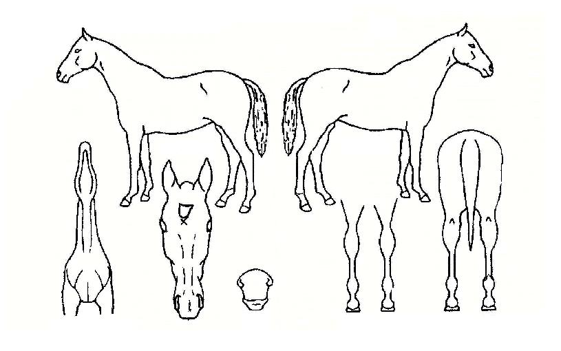 ¸Å±âÁîÇÁ·¹¾îÀÚ¸¶ÀÇ Ãø¸é,¿ì¸é,µÞ¸é,µÎ»ó,´Ù¸®ÀÇ Æ¯Â¡µµÇØ