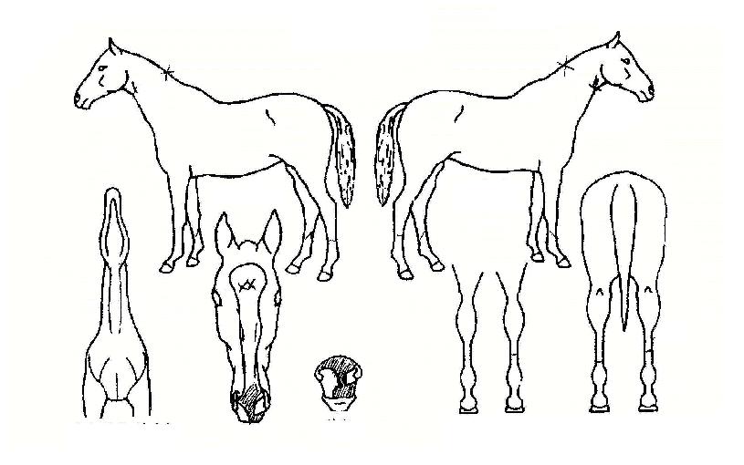 ÇÁ¸°¼¼½ºÀÇ Ãø¸é,¿ì¸é,µÞ¸é,µÎ»ó,´Ù¸®ÀÇ Æ¯Â¡µµÇØ