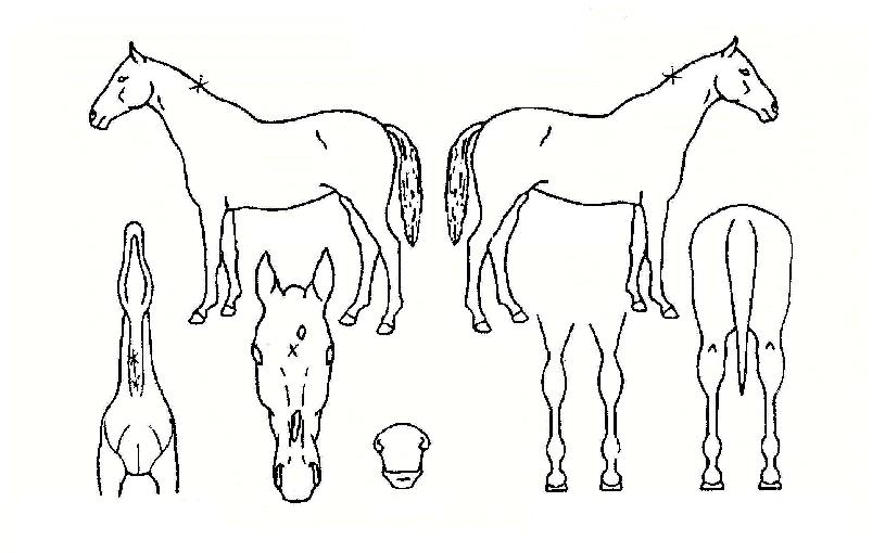 ¹Ì·¡ÀǺûÀÇ Ãø¸é,¿ì¸é,µÞ¸é,µÎ»ó,´Ù¸®ÀÇ Æ¯Â¡µµÇØ