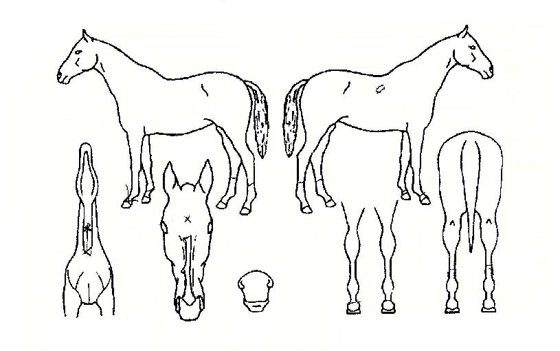 ¼±ºÀ°ÀÚÀÇ Ãø¸é,¿ì¸é,µÞ¸é,µÎ»ó,´Ù¸®ÀÇ Æ¯Â¡µµÇØ