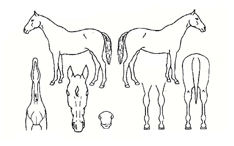 �����÷����� ����,���,�޸�,�λ�,�ٸ��� Ư¡����