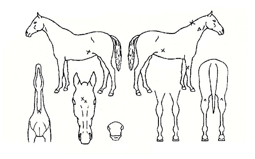 �Ѷ󿩽��� ����,���,�޸�,�λ�,�ٸ��� Ư¡����