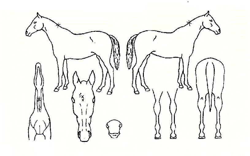 ¿À·»ÁöÇâ±âÀÇ Ãø¸é,¿ì¸é,µÞ¸é,µÎ»ó,´Ù¸®ÀÇ Æ¯Â¡µµÇØ