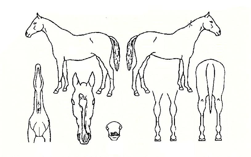 ¹Ð¿öŰÇÁ·¹½ºÀÇ Ãø¸é,¿ì¸é,µÞ¸é,µÎ»ó,´Ù¸®ÀÇ Æ¯Â¡µµÇØ