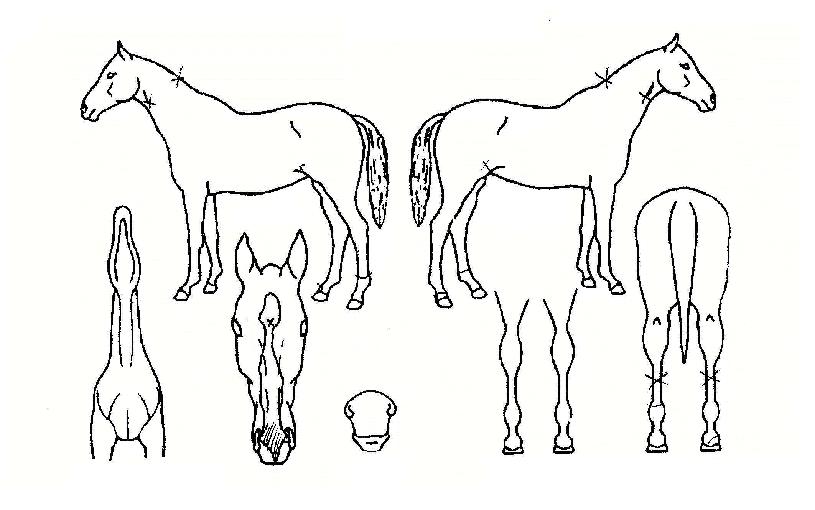 À©µåüÀ̼ÀÇ Ãø¸é,¿ì¸é,µÞ¸é,µÎ»ó,´Ù¸®ÀÇ Æ¯Â¡µµÇØ