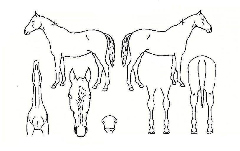 ÀÌ·²¼ö°¡ÀÇ Ãø¸é,¿ì¸é,µÞ¸é,µÎ»ó,´Ù¸®ÀÇ Æ¯Â¡µµÇØ