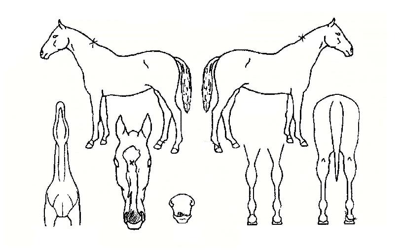 �ѿ����� ����,���,�޸�,�λ�,�ٸ��� Ư¡����