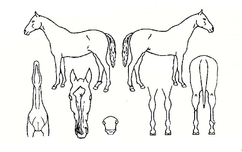 ����Ŭ�ι��� ����,���,�޸�,�λ�,�ٸ��� Ư¡����