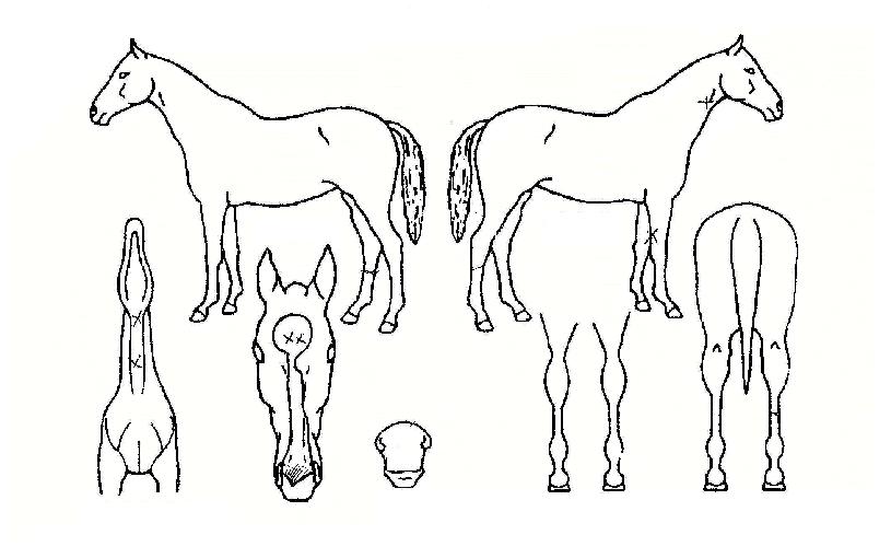 ÇѹٴÙÀÇ Ãø¸é,¿ì¸é,µÞ¸é,µÎ»ó,´Ù¸®ÀÇ Æ¯Â¡µµÇØ