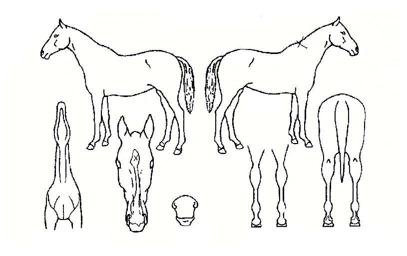 �������� ����,���,�޸�,�λ�,�ٸ��� Ư¡����