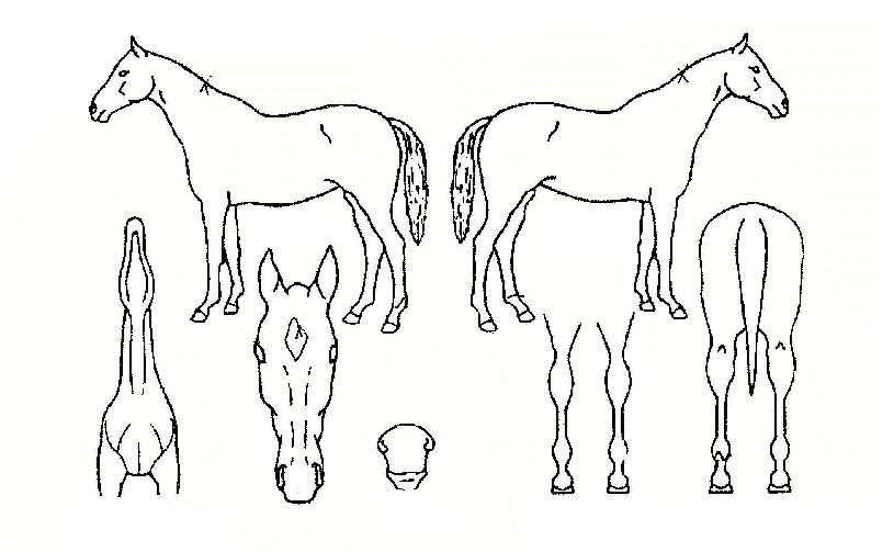 õ����ȭ�� ����,���,�޸�,�λ�,�ٸ��� Ư¡����