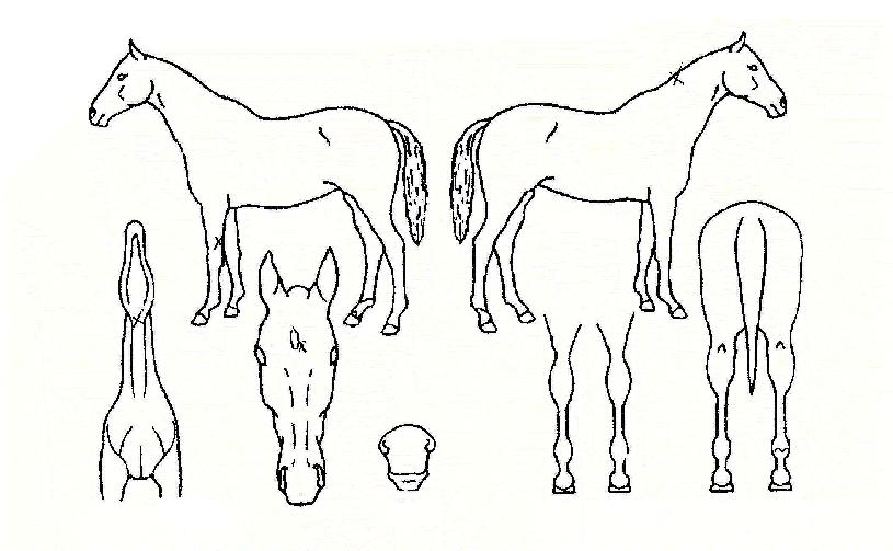 õ�Ͽ����ڸ��� ����,���,�޸�,�λ�,�ٸ��� Ư¡����