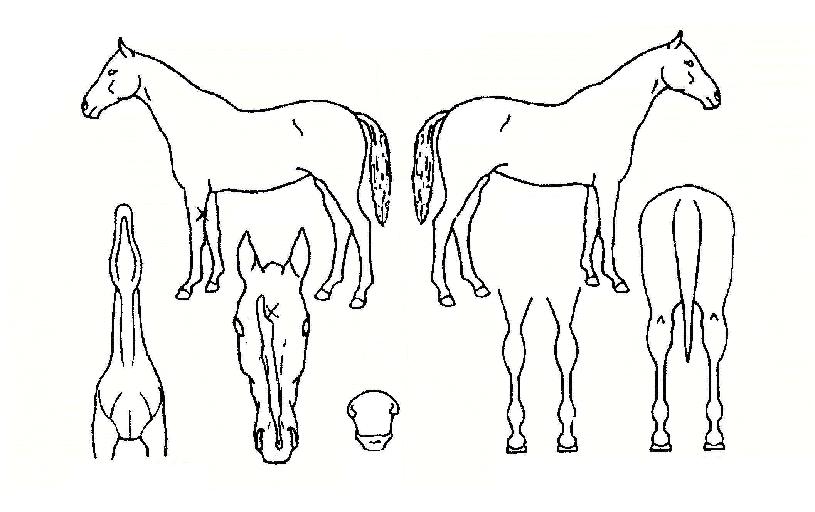 ±¸·æÆøÆ÷ÀÚ¸¶ÀÇ Ãø¸é,¿ì¸é,µÞ¸é,µÎ»ó,´Ù¸®ÀÇ Æ¯Â¡µµÇØ