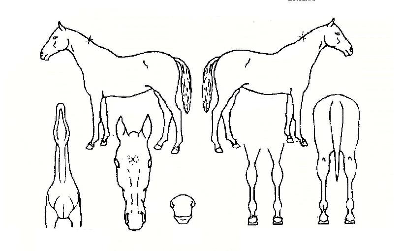 �������� ����,���,�޸�,�λ�,�ٸ��� Ư¡����