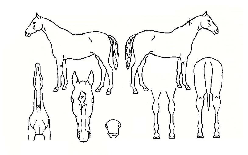 ½Åõ´ë¸íÀÇ Ãø¸é,¿ì¸é,µÞ¸é,µÎ»ó,´Ù¸®ÀÇ Æ¯Â¡µµÇØ