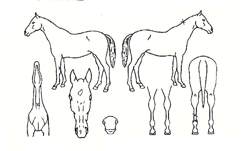 ���������� ����,���,�޸�,�λ�,�ٸ��� Ư¡����