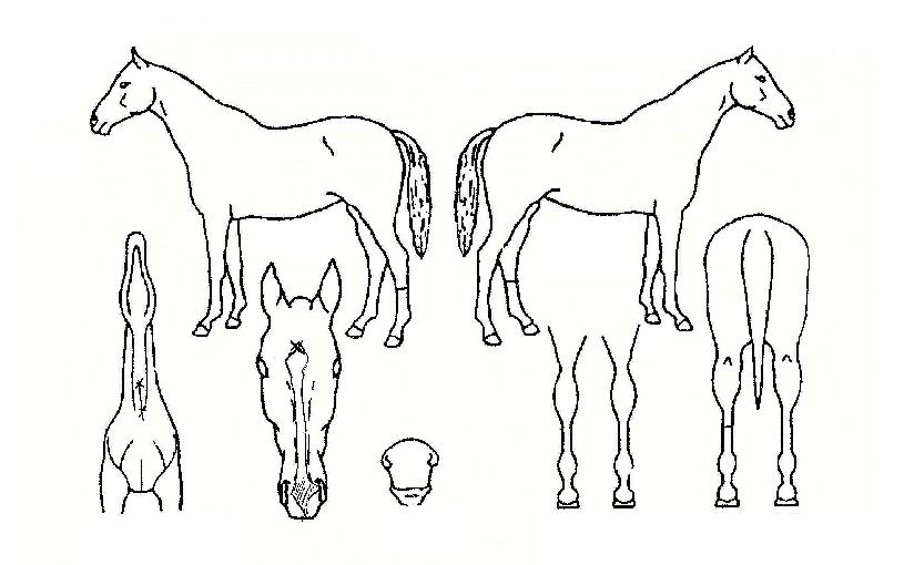 ����Ʈ������ ����,���,�޸�,�λ�,�ٸ��� Ư¡����