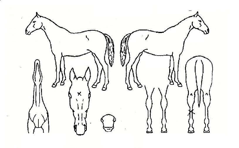 ����ġ�� ����,���,�޸�,�λ�,�ٸ��� Ư¡����