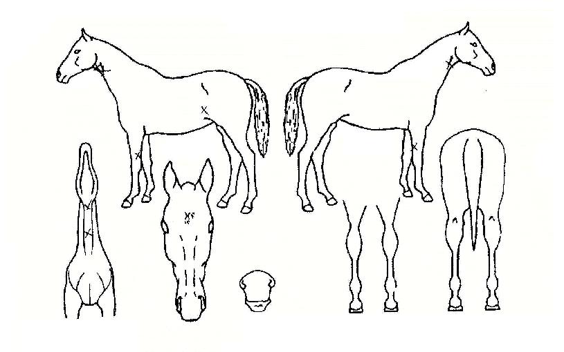 Ų���� ����,���,�޸�,�λ�,�ٸ��� Ư¡����