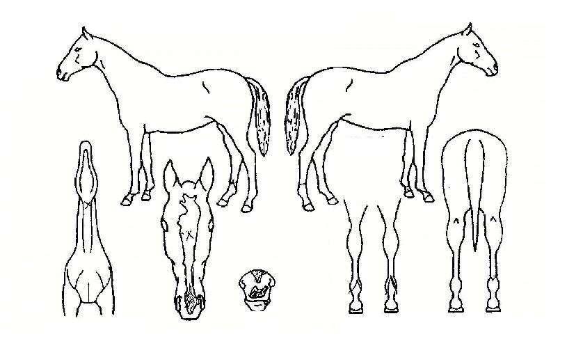 �ְ����̽��� ����,���,�޸�,�λ�,�ٸ��� Ư¡����