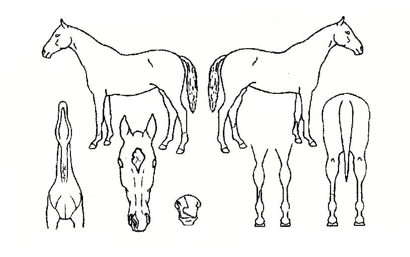 �����ǿ����� ����,���,�޸�,�λ�,�ٸ��� Ư¡����