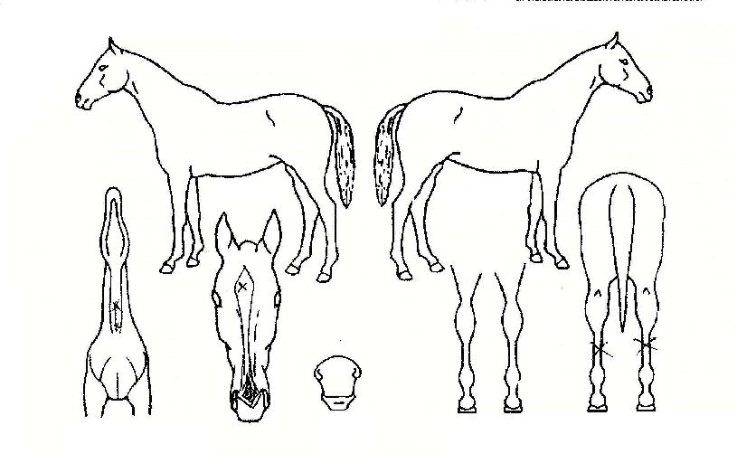 ����ϼҸ��� ����,���,�޸�,�λ�,�ٸ��� Ư¡����