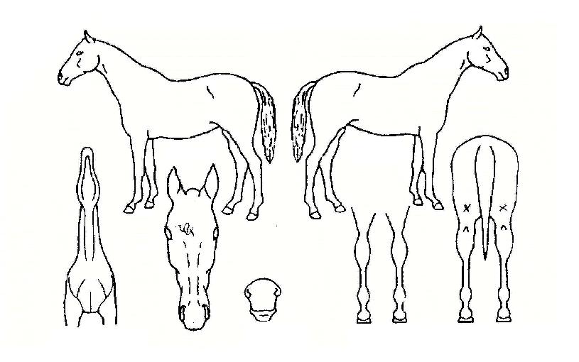 ¾Æ³ªÅ²ÀÇ Ãø¸é,¿ì¸é,µÞ¸é,µÎ»ó,´Ù¸®ÀÇ Æ¯Â¡µµÇØ