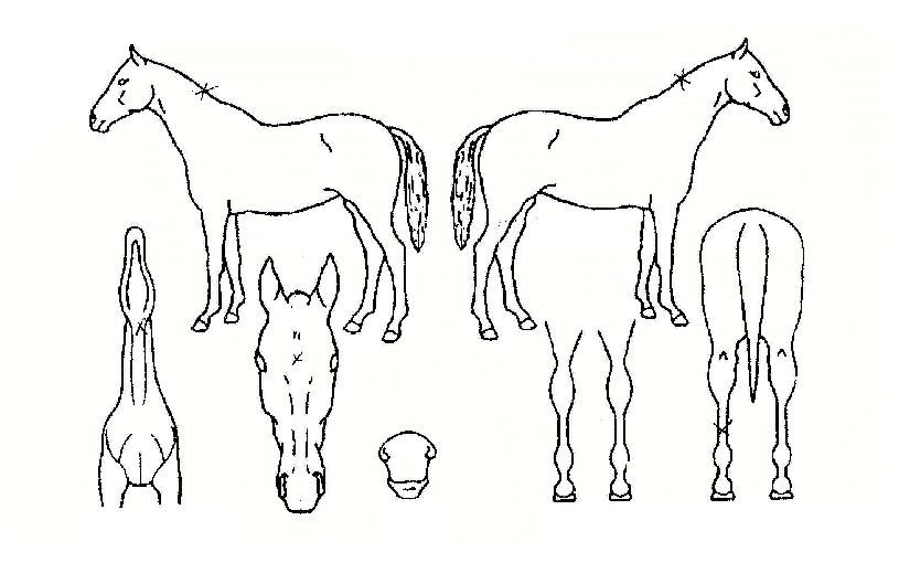 ���̴�Ĺ�� ����,���,�޸�,�λ�,�ٸ��� Ư¡����