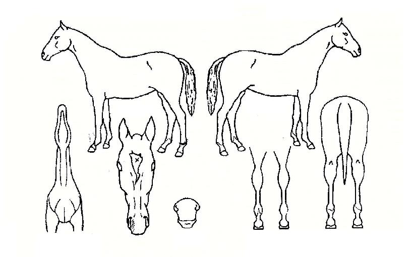 ½´Æ®ÀÎÀÇ Ãø¸é,¿ì¸é,µÞ¸é,µÎ»ó,´Ù¸®ÀÇ Æ¯Â¡µµÇØ