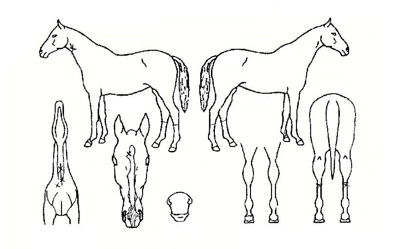 Áöºí¸®ÀÇ Ãø¸é,¿ì¸é,µÞ¸é,µÎ»ó,´Ù¸®ÀÇ Æ¯Â¡µµÇØ