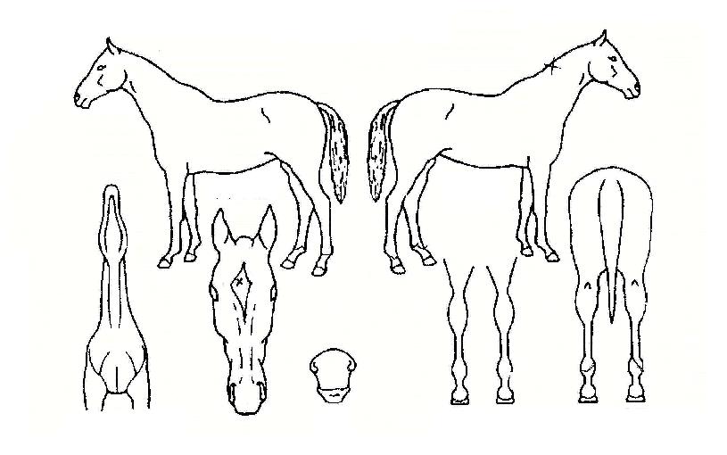 õ��������� ����,���,�޸�,�λ�,�ٸ��� Ư¡����