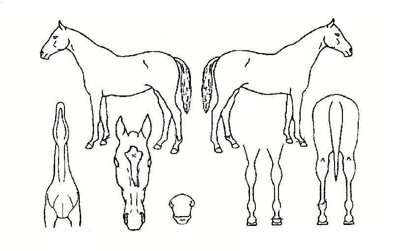 �����ڸ��� ����,���,�޸�,�λ�,�ٸ��� Ư¡����