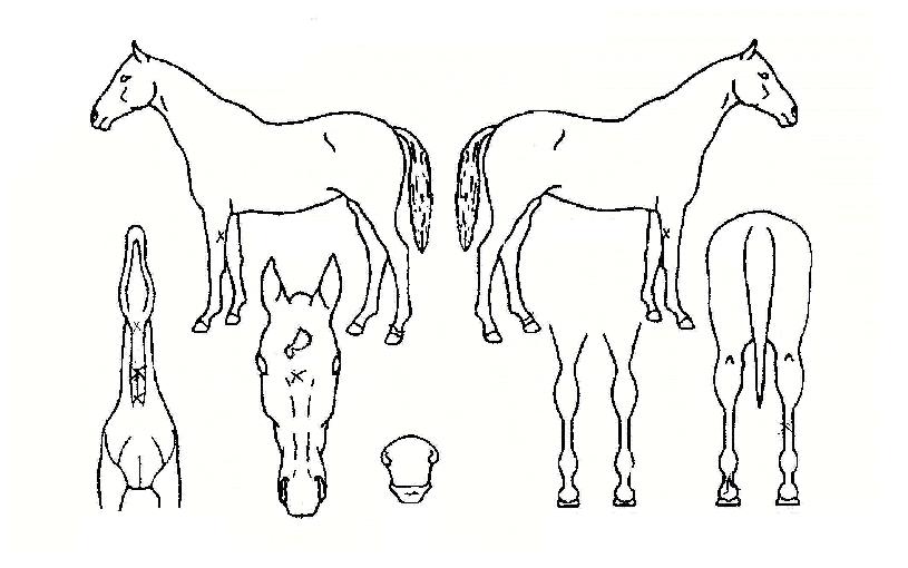 ¾ß½ÅÀÇ Ãø¸é,¿ì¸é,µÞ¸é,µÎ»ó,´Ù¸®ÀÇ Æ¯Â¡µµÇØ