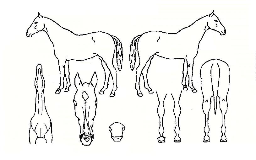 ��Ż������ ����,���,�޸�,�λ�,�ٸ��� Ư¡����