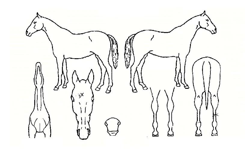 Çູ¿¬ÃâÀÇ Ãø¸é,¿ì¸é,µÞ¸é,µÎ»ó,´Ù¸®ÀÇ Æ¯Â¡µµÇØ