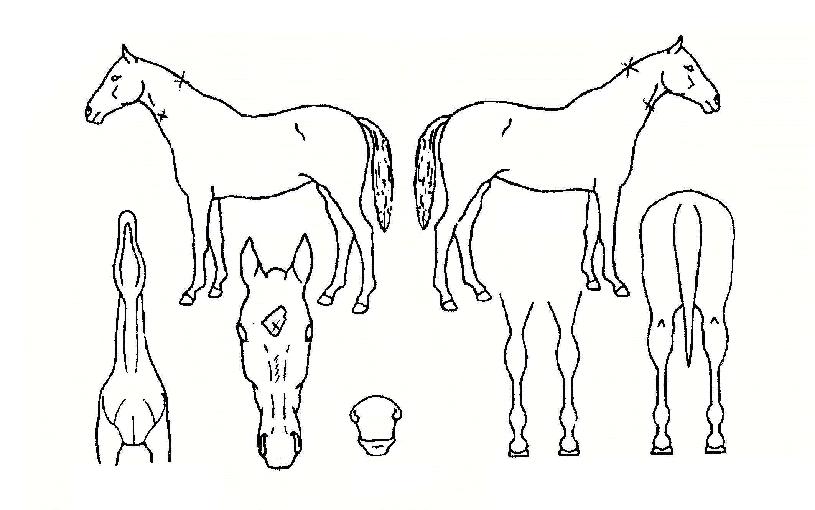 °ü¿îÀåÀÇ Ãø¸é,¿ì¸é,µÞ¸é,µÎ»ó,´Ù¸®ÀÇ Æ¯Â¡µµÇØ