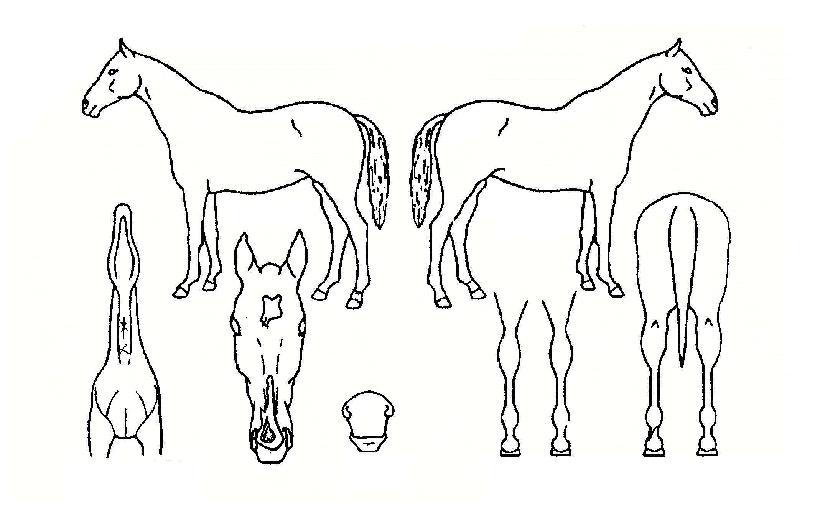 �ʿ��Ǿ�ħ�� ����,���,�޸�,�λ�,�ٸ��� Ư¡����