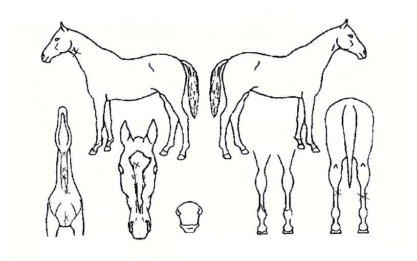 ÃÊ¿øÃµÁöÀÇ Ãø¸é,¿ì¸é,µÞ¸é,µÎ»ó,´Ù¸®ÀÇ Æ¯Â¡µµÇØ