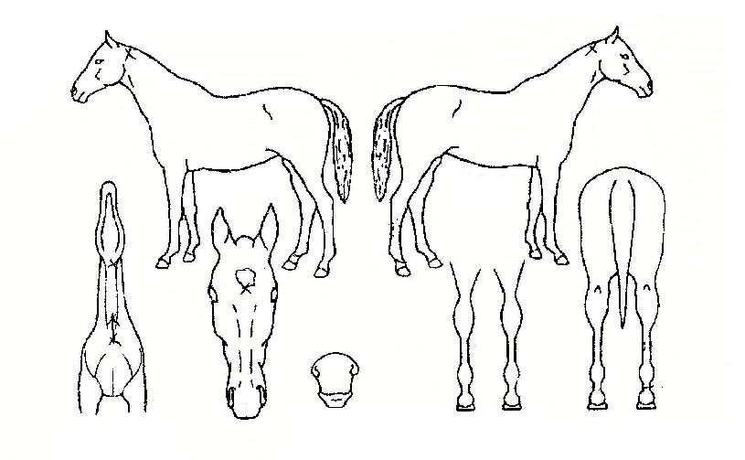 ¼¾µ¥ÀÌÀÇ Ãø¸é,¿ì¸é,µÞ¸é,µÎ»ó,´Ù¸®ÀÇ Æ¯Â¡µµÇØ