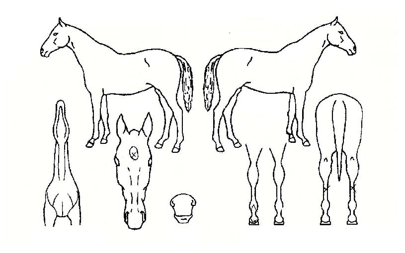 ¿Ã°¡´ÐºñŸ¹ÎÀÇ Ãø¸é,¿ì¸é,µÞ¸é,µÎ»ó,´Ù¸®ÀÇ Æ¯Â¡µµÇØ