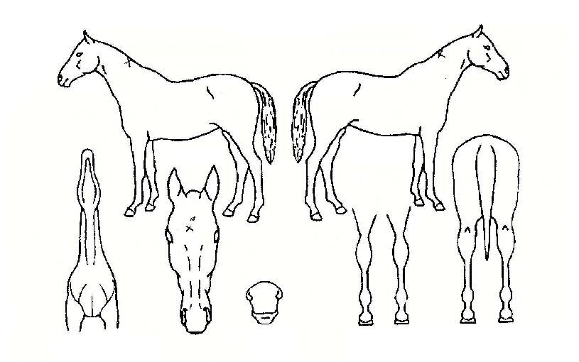 ���������� ����,���,�޸�,�λ�,�ٸ��� Ư¡����