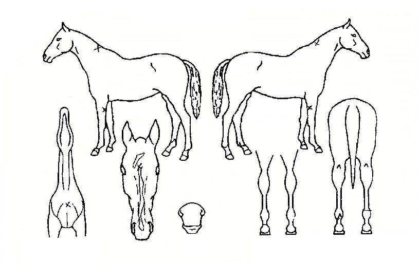 ¹ö½ºÅͺô¸®ÀÇ Ãø¸é,¿ì¸é,µÞ¸é,µÎ»ó,´Ù¸®ÀÇ Æ¯Â¡µµÇØ